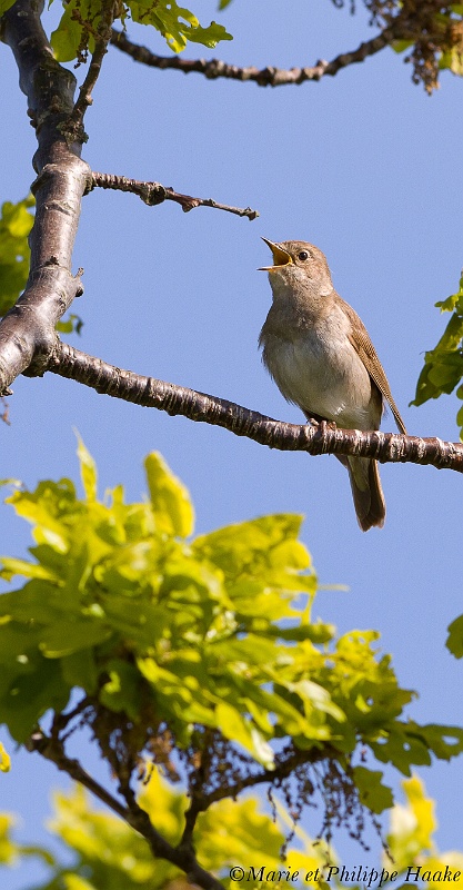 Rossignol progne 9165_wm.jpg - Rossignol progné, Luscinia luscinia, Thrush Nightingale (Öland, Suède, juin 2011)